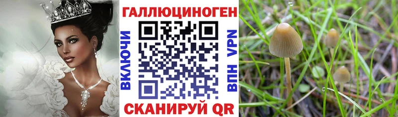 Галлюциногенные грибы Psilocybe  Ростов-на-Дону 
